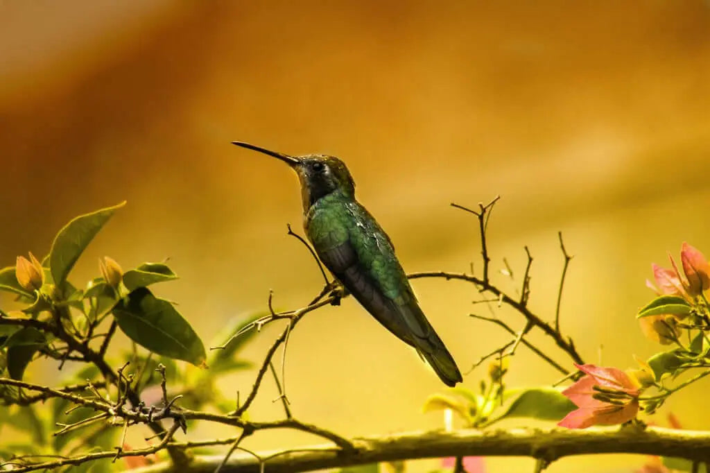 Best Destinations for Fall Birding