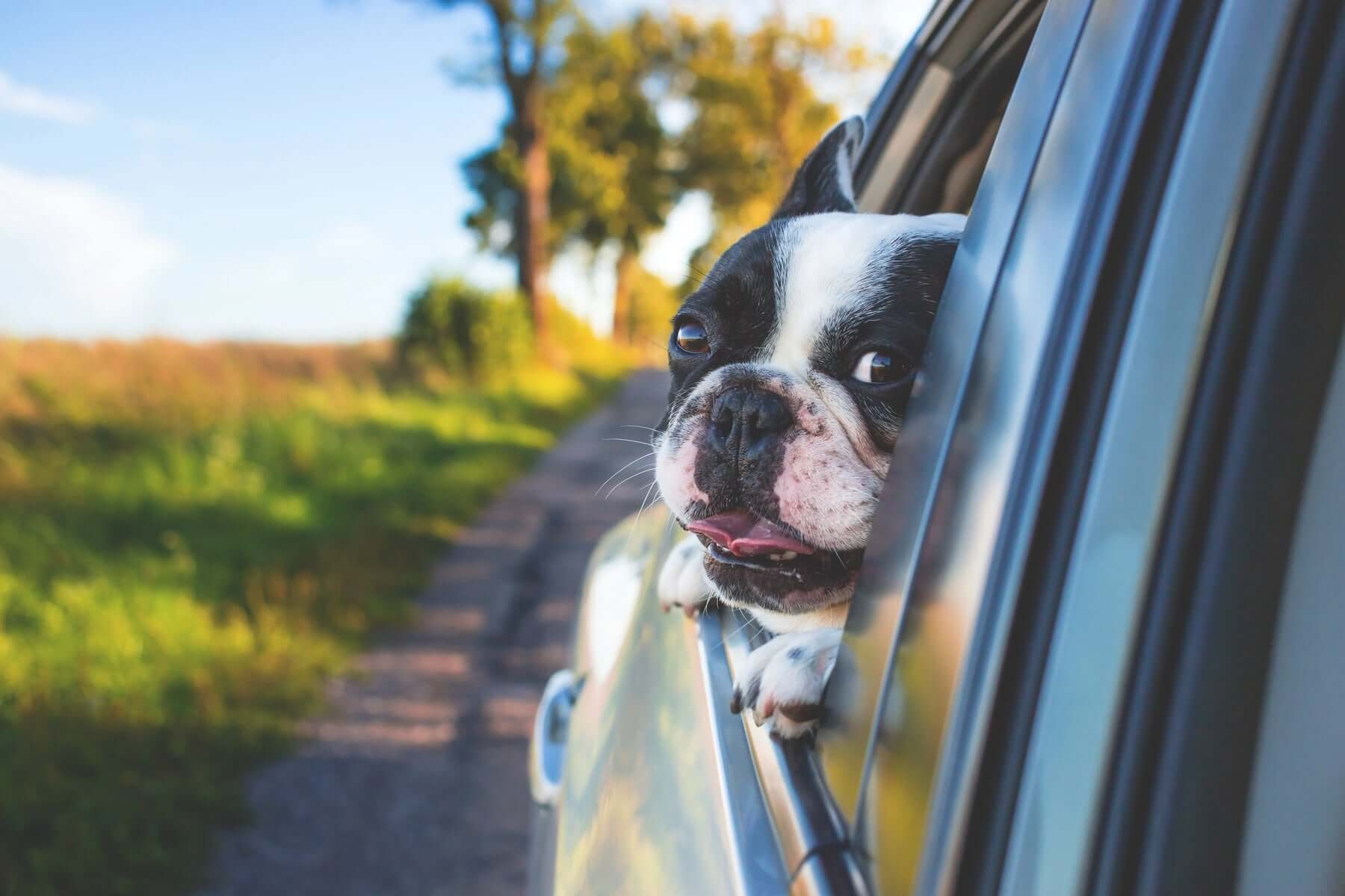 Planning a Road Trip with your Dog: The “Ulti-mutt” Guide